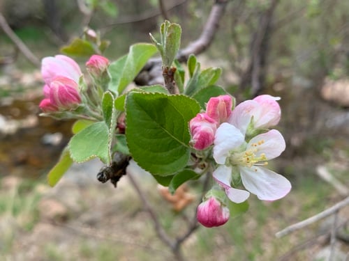 Malus dasyphylla