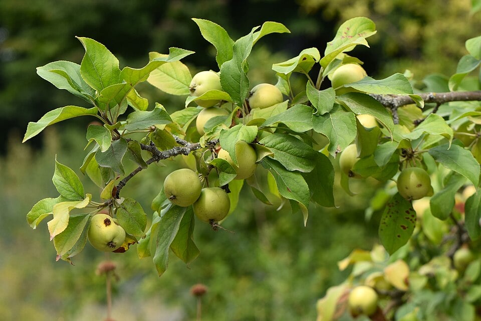Malus kirghisorum (Kirghiz apple) — photo