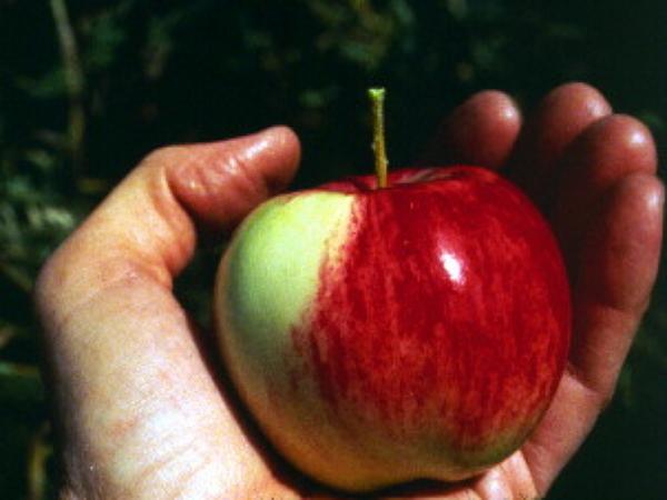 Malus kirghisorum