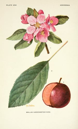 Malus niedzwetzkyana (Niedzvetzky apple) — photo