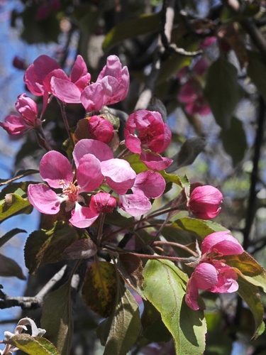 Malus niedzwetzkyana