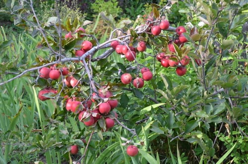 Malus niedzwetzkyana (Niedzvetzky apple) — photo