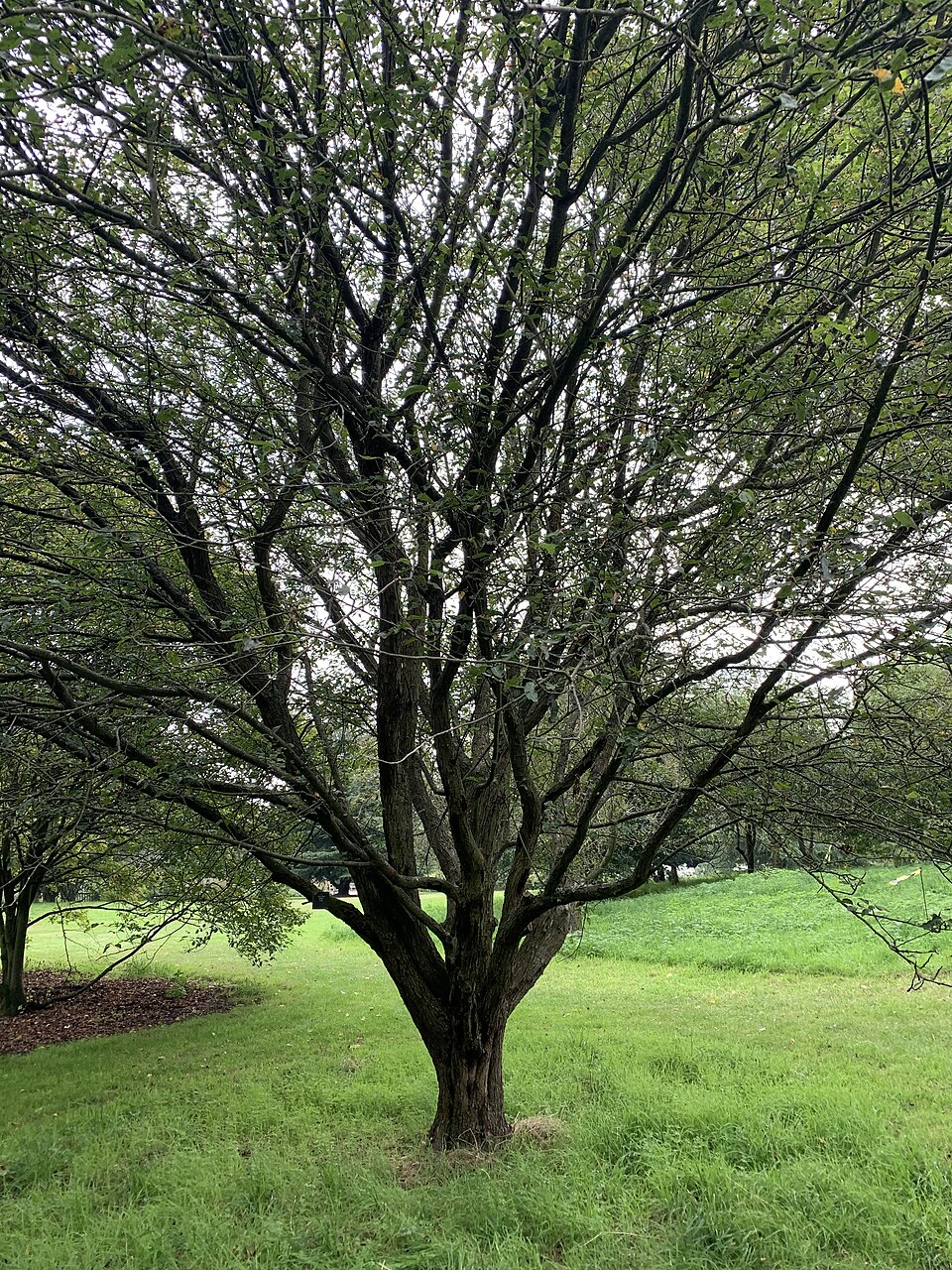 Malus rivularis (Oregon crab apple) — photo