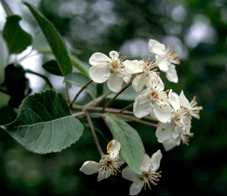 Malus rivularis