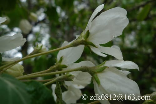 Malus rockii — photo