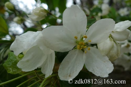 Malus rockii — photo