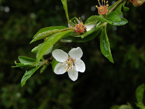 Malus sylvestris subsp. orientalis — photo
