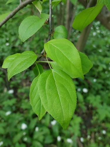 Malus sylvestris subsp. orientalis — photo