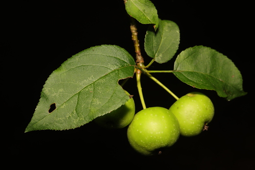 Malus sylvestris subsp. orientalis