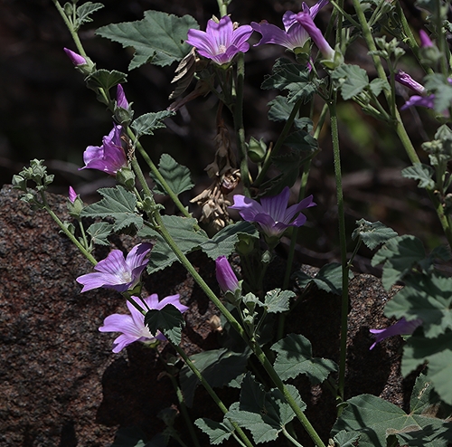 Malva australiana (Australian hollyhock) — photo
