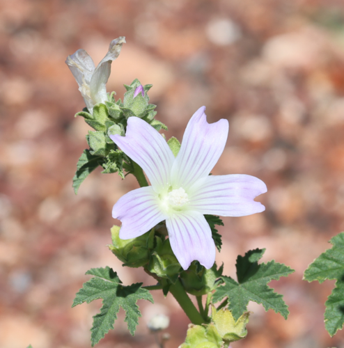Malva australiana (Australian hollyhock) — photo