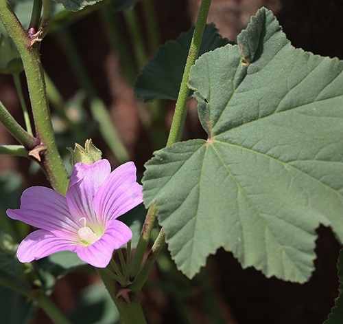 Malva australiana