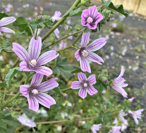 Malva multiflora (Smaller tree-mallow) — photo
