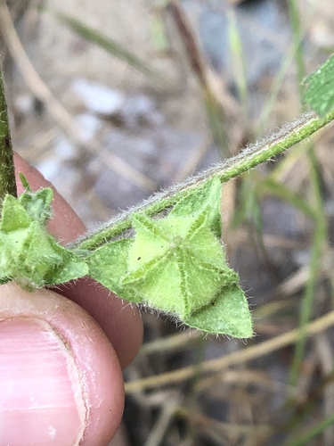 Malva multiflora (Smaller tree-mallow) — photo