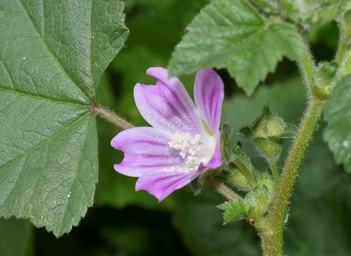 Malva multiflora