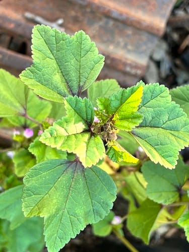 Malva sinensis (Jin hui) — photo