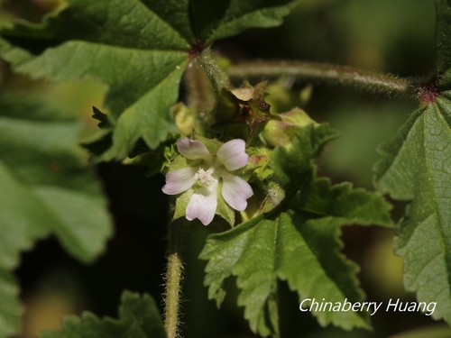 Malva sinensis