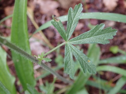 Malva tournefortiana — photo