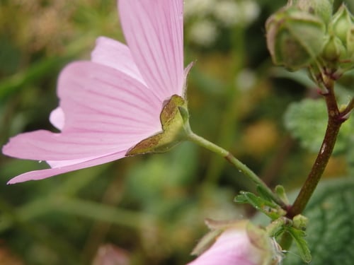 Malva tournefortiana — photo