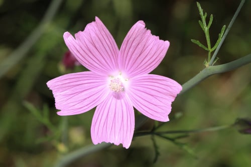 Malva tournefortiana