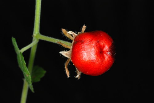 Malvaviscus arboreus var. drummondii (Wax mallow) — photo