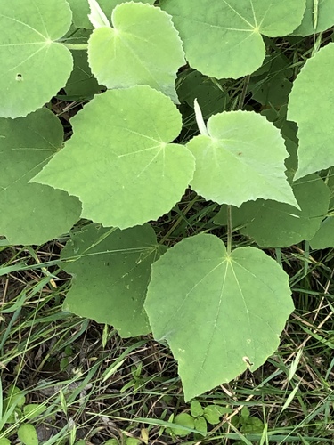 Malvaviscus arboreus var. drummondii (Wax mallow) — photo