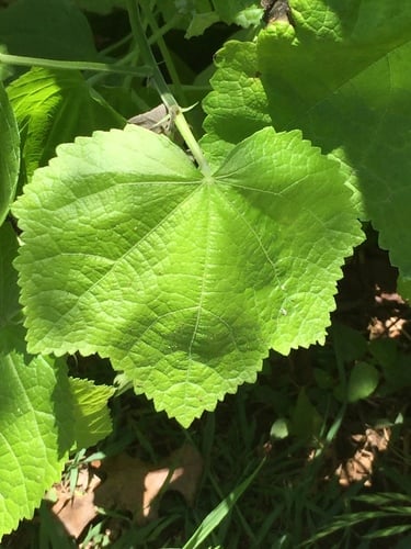 Malvaviscus arboreus