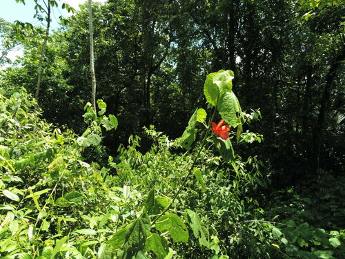 Malvaviscus concinnus — photo