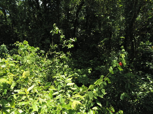 Malvaviscus concinnus — photo
