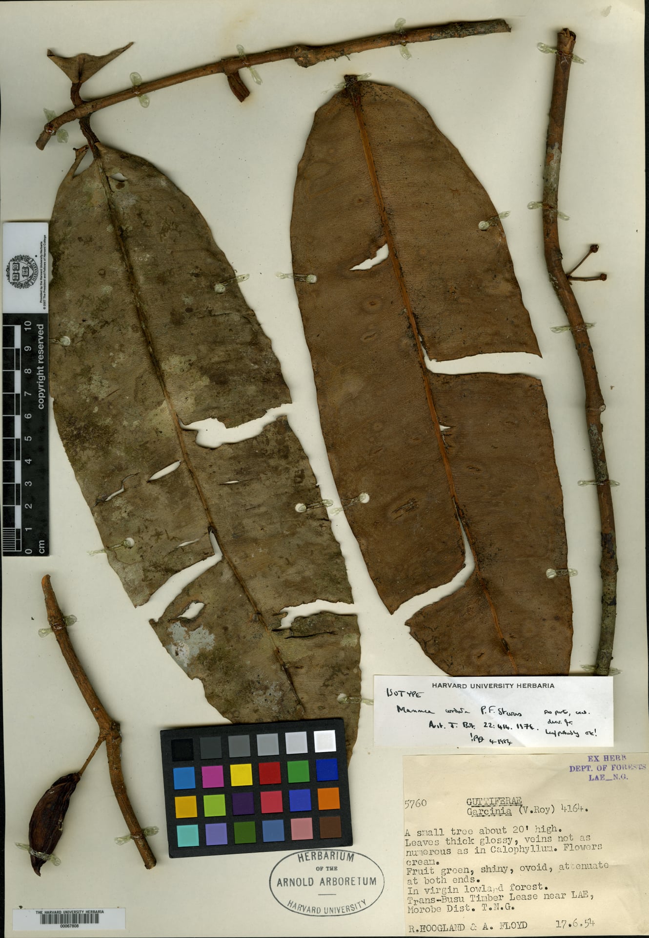 Mammea cordata