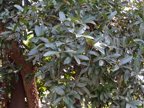 Mammea suriga (Indian mammee apple) — photo