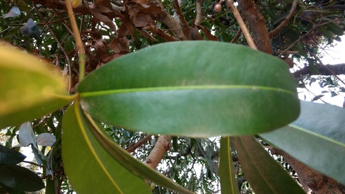 Mammea suriga (Indian mammee apple) — photo