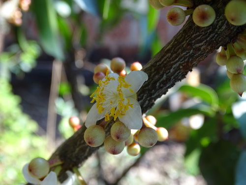 Mammea suriga
