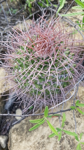 Mammillaria carnea (Pin-cushion cactus) — photo