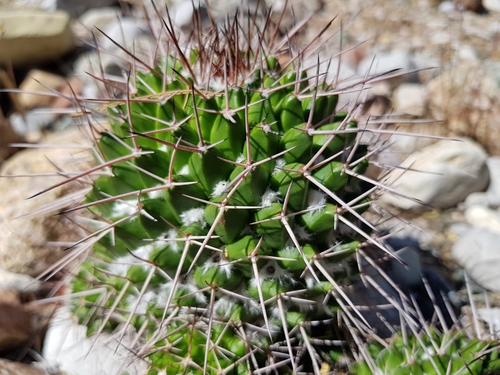 Mammillaria carnea (Pin-cushion cactus) — photo
