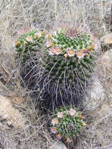 Mammillaria carnea