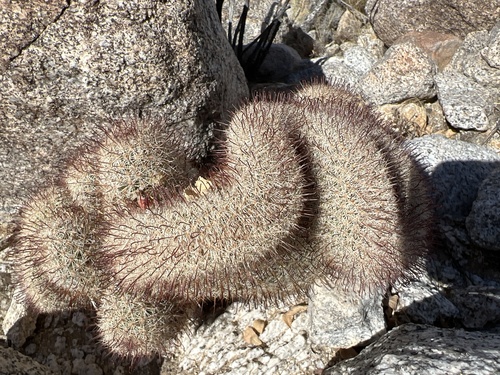 Mammillaria dioica (Strawberry cactus) — photo