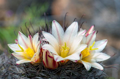 Mammillaria dioica (Strawberry cactus) — photo