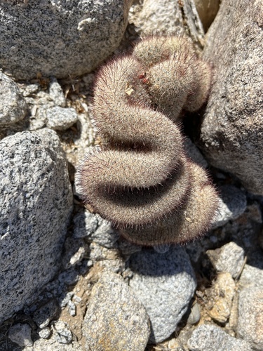 Mammillaria dioica