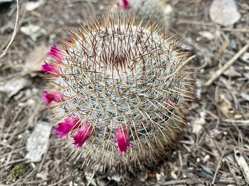 Mammillaria haageana — photo