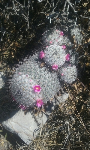 Mammillaria haageana — photo