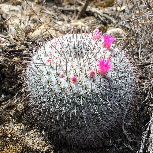Mammillaria haageana