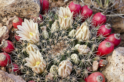 Mammillaria heyderi (Little nipple cactus) — photo