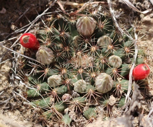 Mammillaria heyderi (Little nipple cactus) — photo