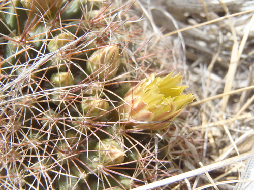 Mammillaria heyderi subsp. macdougalii — photo