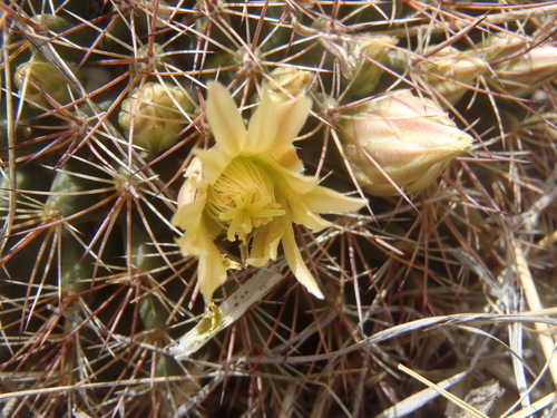 Mammillaria heyderi subsp. macdougalii — photo