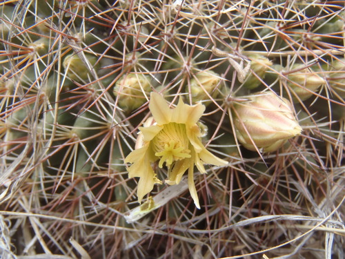 Mammillaria heyderi subsp. macdougalii