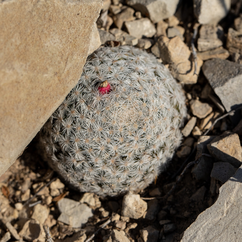 Mammillaria lasiacantha — photo