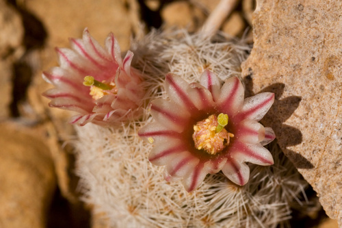 Mammillaria lasiacantha — photo