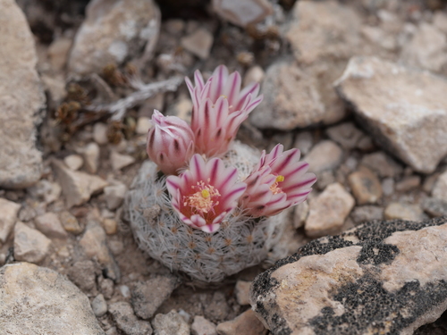 Mammillaria lasiacantha